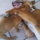 Nala & Simba Jugando!! Los amo!!!